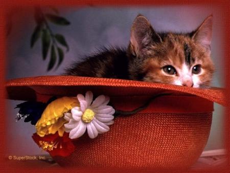 Pour Samira....